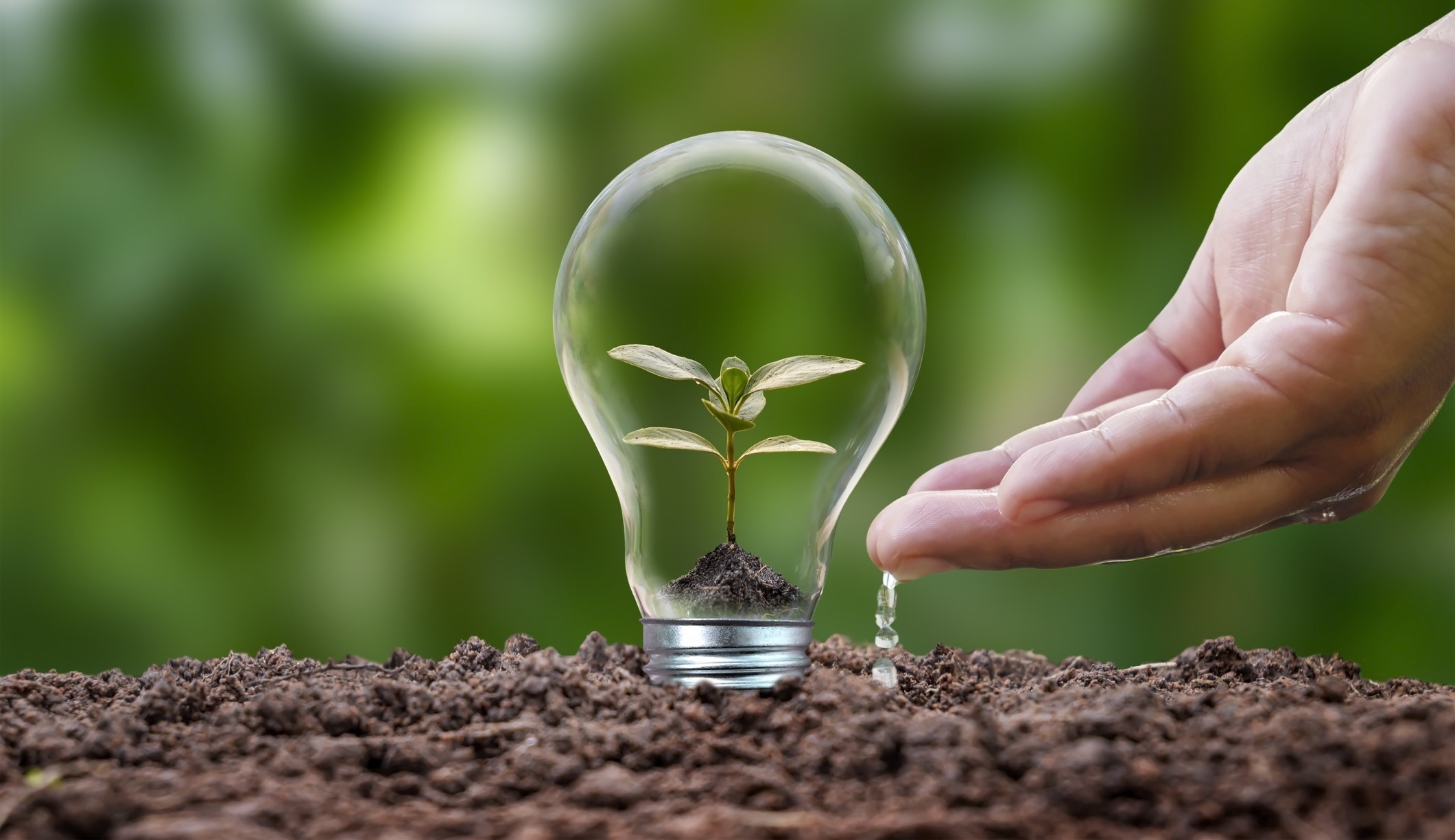 Glühbirne gefüllt mit kleiner Pflanze steckt in Erde